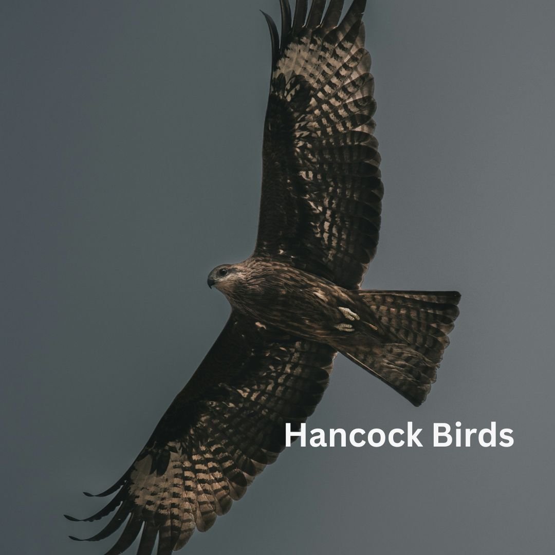 Hancock Bird